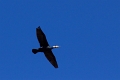 Grand Cormoran-02
